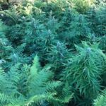 <strong>SAN ROBERTO. SCOPERTA PIANTAGIONE DI 80 PIANTE DI CANNABIS DAI CARABINIERI, DUE ARRESTI</strong>